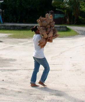 Coconut husks