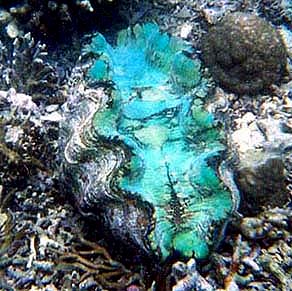 Giant Clam