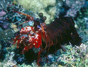 Mantis Shrimp