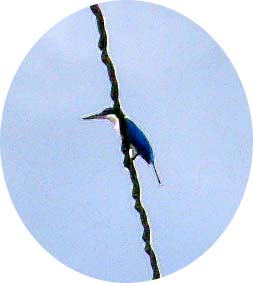 Kingfisher