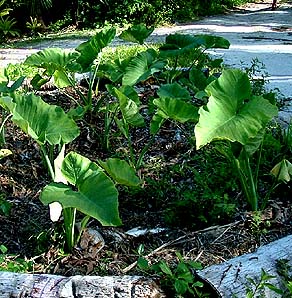 Dry Taro