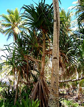 Wild pandanus