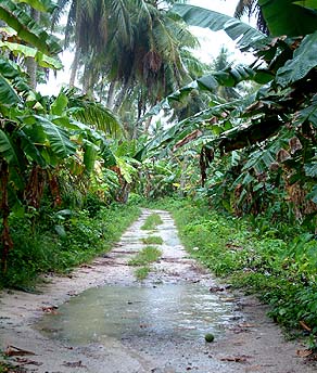 Road in Rain