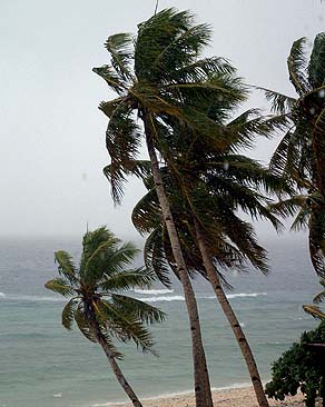 Windy palms