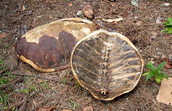 Turtle shells