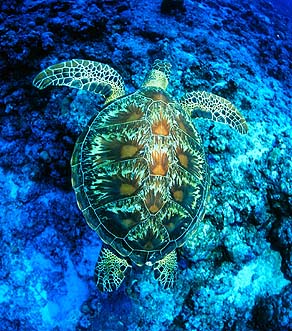 Green Turtle