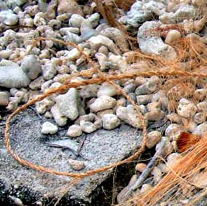 Coconut String