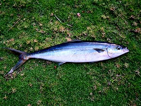 Rainbow Runner